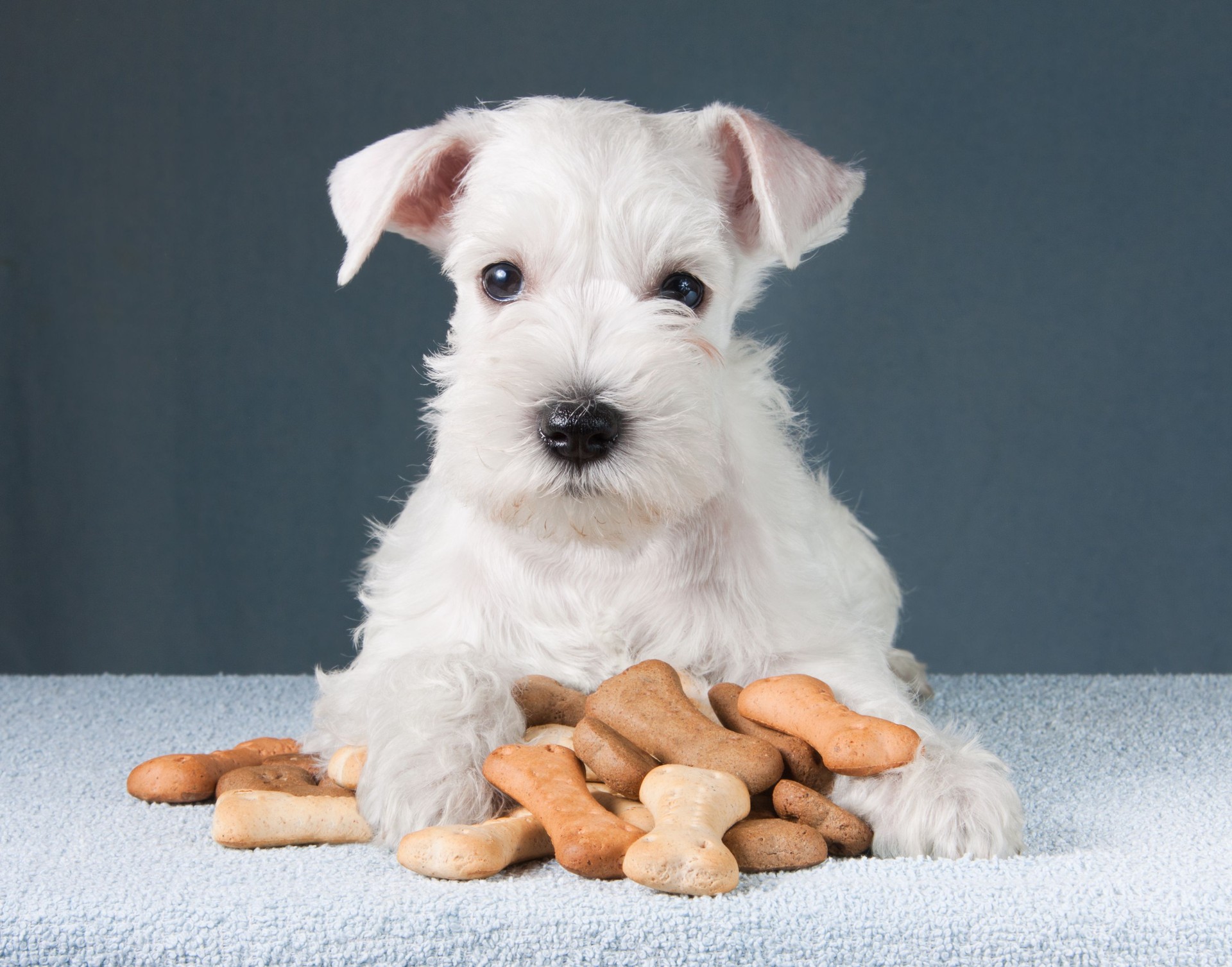 puppy with dog biscuits bones